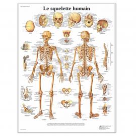 Planche squelette humain