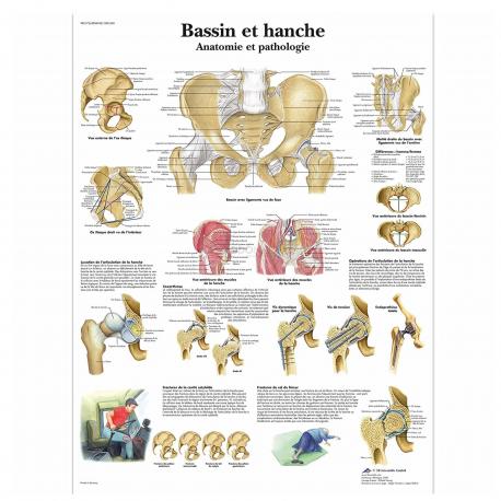 Poster Bassin et hache - Anatomie et pathologie