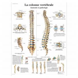 Poster colonne vertébrale, Anatomie et pathologie