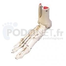 squelette de pied